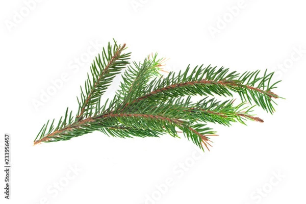 Fototapeta tree isolated on white background
