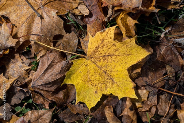 Fototapeta Colored maple leaves. Frosty Yellow autumn leaves. Natural environment  background