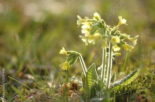 Obraz schlüsselblume