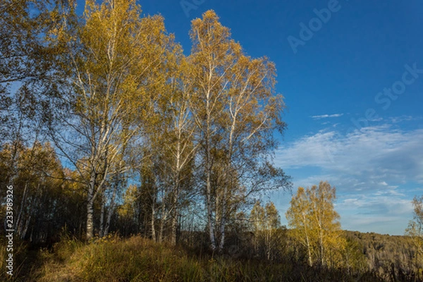 Fototapeta Yellowed birch against a blue sky. The change of seasons in Russia. The colors of the Siberian forest in late autumn.