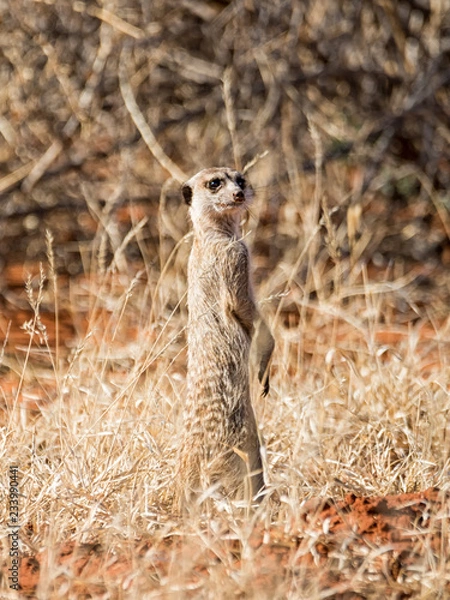 Obraz Meerkat Sentry