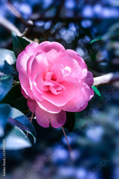 Fototapeta Camellia japonica