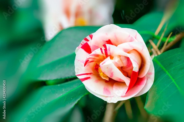 Fototapeta Camellia japonica