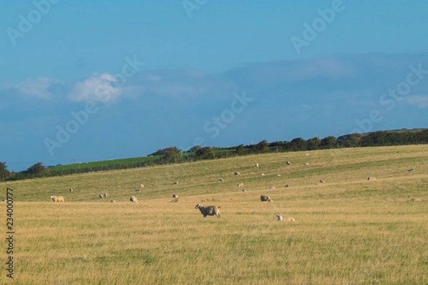 Obraz Flock of Sheep, Northern Ireland