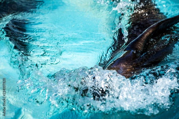 Obraz seawolf in water