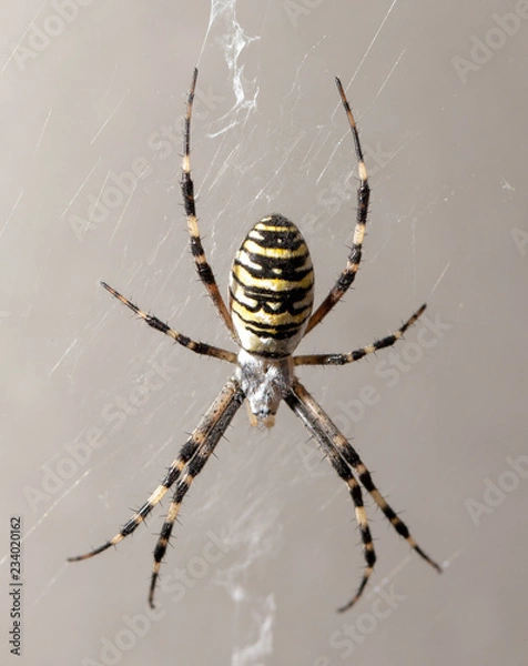 Obraz Spider on nature. Macro