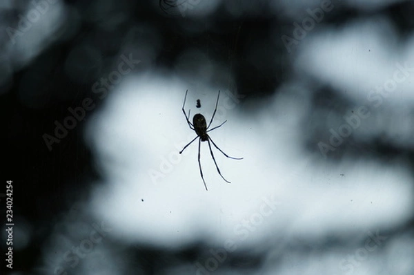 Obraz 蜘蛛　女郎雲　昆虫