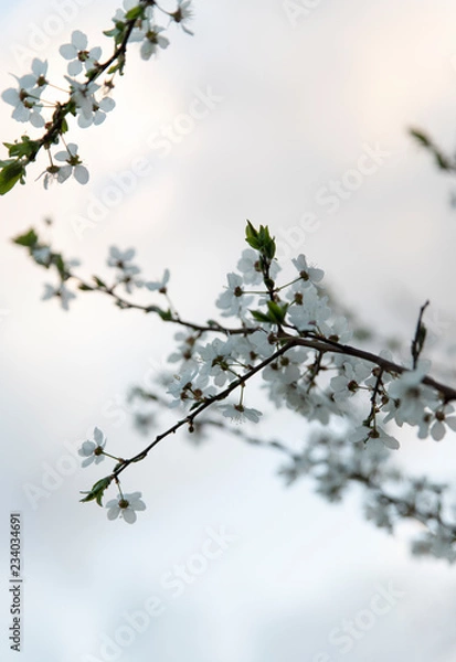 Fototapeta white tree flowers