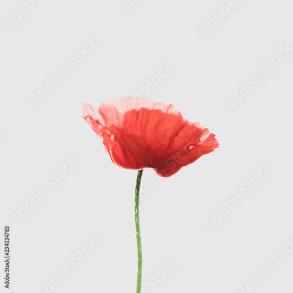 Fototapeta poppy red single