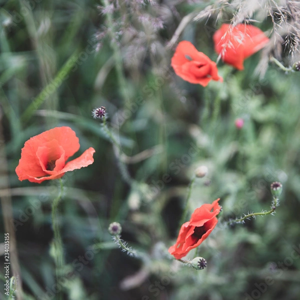 Fototapeta poppy red