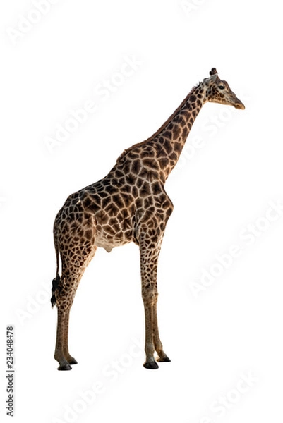 Obraz giraffe with long neck