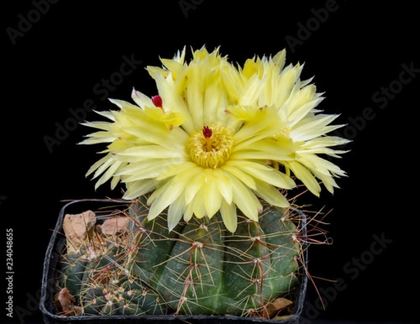 Obraz Notocactus ottonis