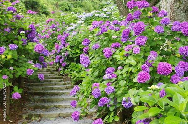 Obraz hydrangea
