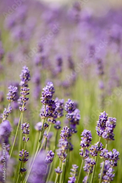 Fototapeta lavande