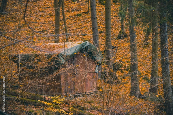 Obraz old abandoned house in forest