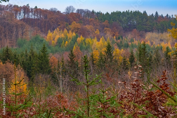 Obraz autumn forest colors