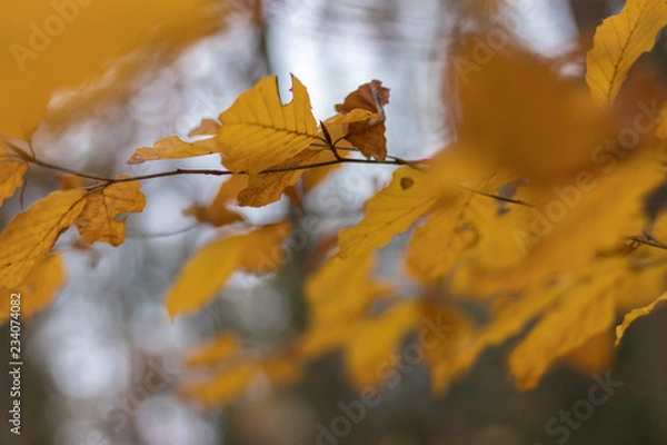 Obraz autumn forest leaves