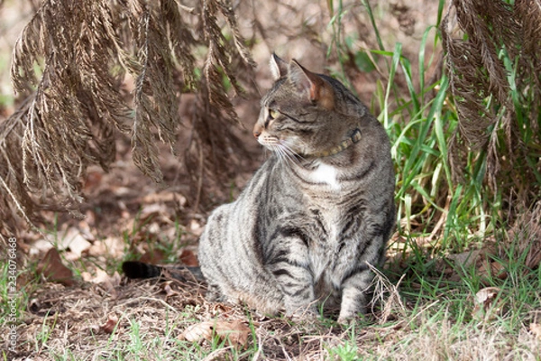 Obraz Cat outdoors -Tabby 