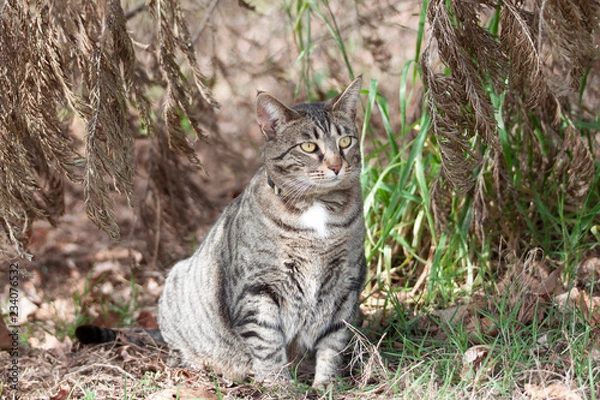 Obraz Cat outdoors -Tabby 