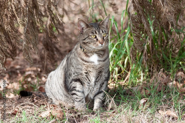 Fototapeta Cat outdoors -Tabby 