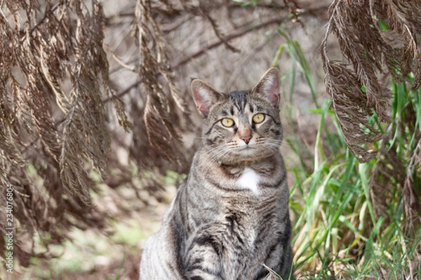Obraz Cat outdoors -Tabby 