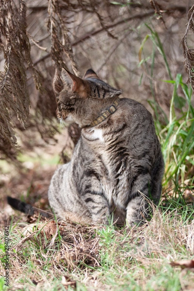 Obraz Cat outdoors -Tabby 