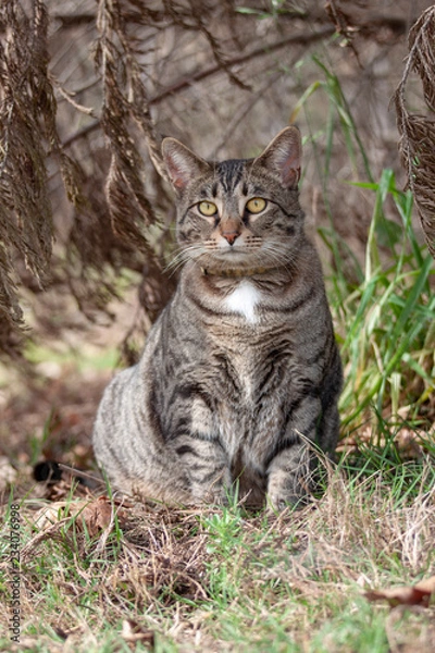 Obraz Cat outdoors -Tabby 