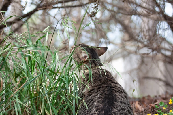 Obraz Cat outdoors -Tabby 