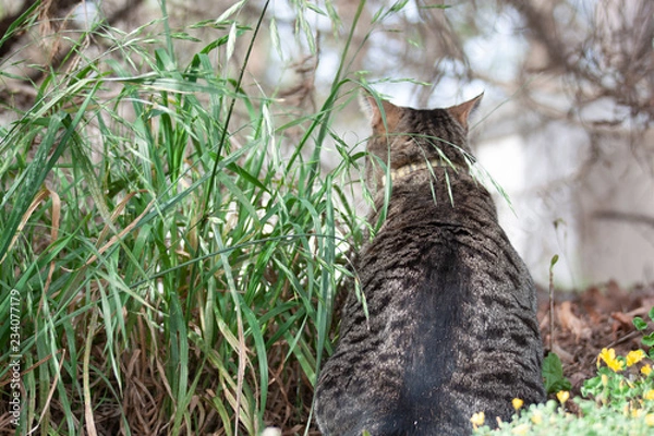 Obraz Cat outdoors -Tabby 