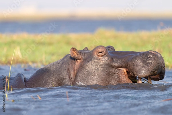 Fototapeta mit Genuss kaut ein Flusspferd, Nilpferd, Hippopotamus amphibius, auf seiner Nahrung, Chobe River, Botswana