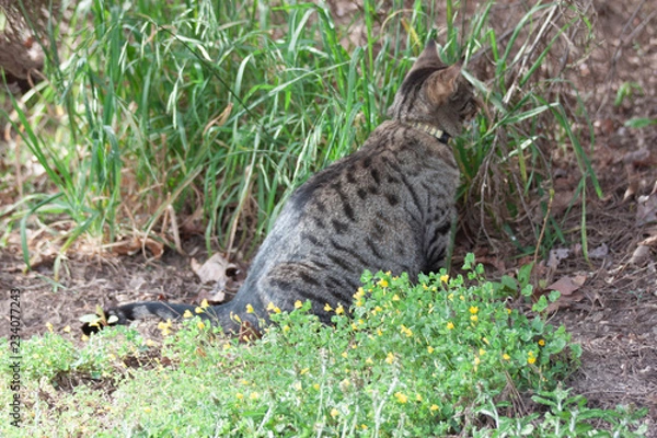 Obraz Cat outdoors -Tabby 