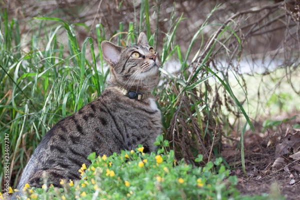 Obraz Cat outdoors -Tabby 
