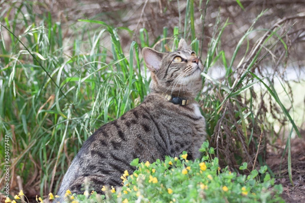 Obraz Cat outdoors -Tabby 