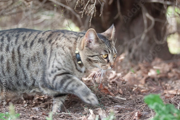 Obraz Cat outdoors -Tabby 