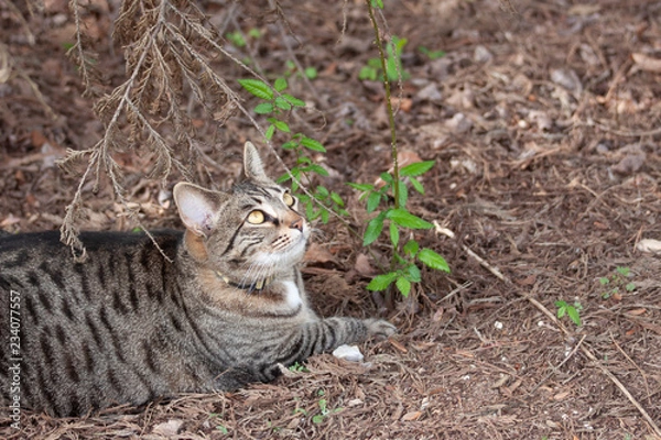 Obraz Cat outdoors -Tabby 