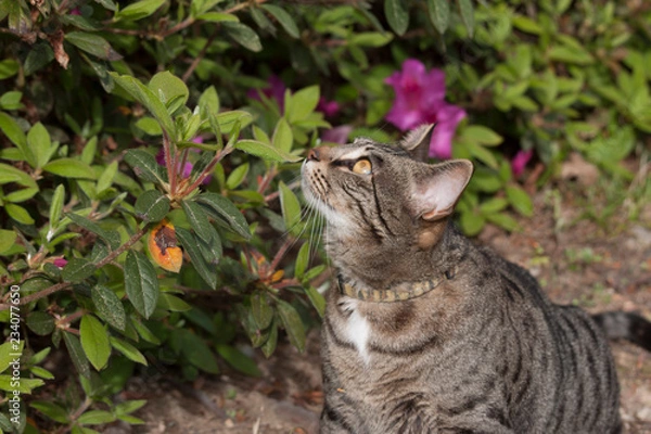 Obraz Cat outdoors -Tabby 