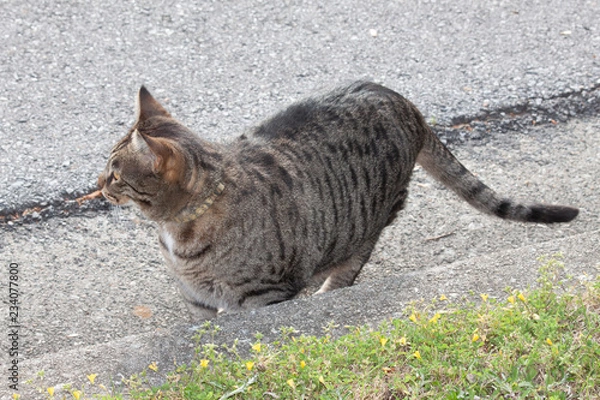 Obraz Cat outdoors -Tabby 