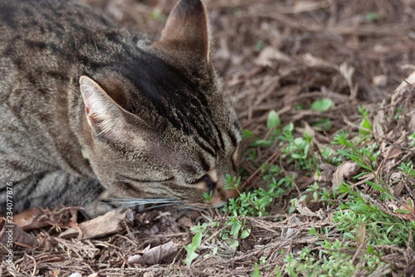 Obraz Cat outdoors -Tabby 