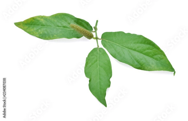 Obraz Diade on white background.