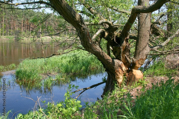 Fototapeta Tree gnawed by beavers, Bug river, Nadbużański Landscape Park, Poland