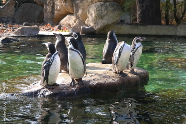 Fototapeta lazy penguins