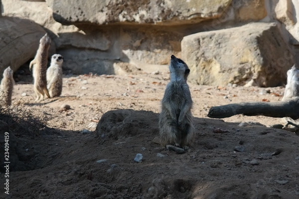 Fototapeta curious meerkats