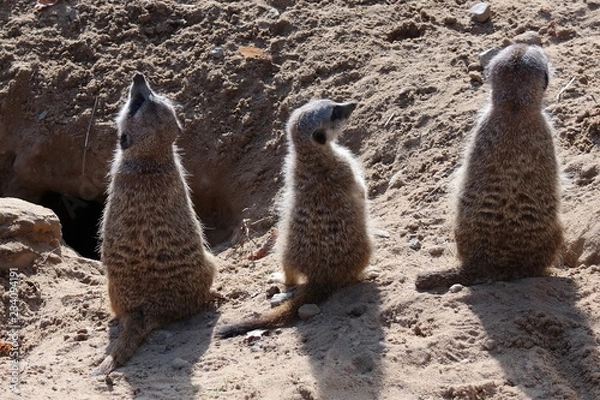 Fototapeta curious meerkats