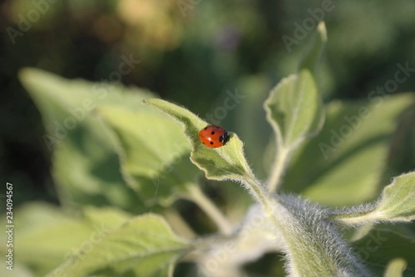 Fototapeta a tiny ladybug on a sunflower