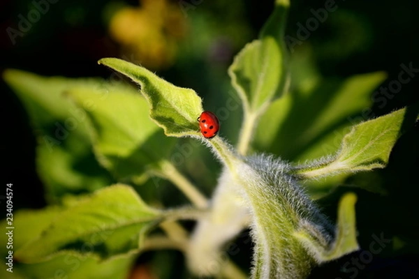 Fototapeta a tiny ladybug on a sunflower