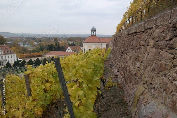 Obraz vineyard on a cloudy day