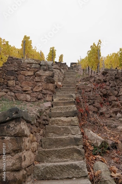 Obraz vineyard on a cloudy day