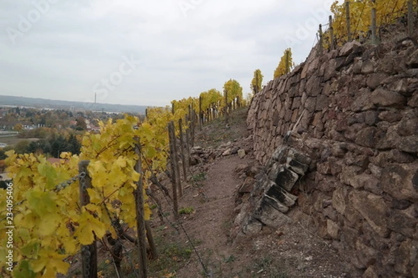 Obraz vineyard on a cloudy day