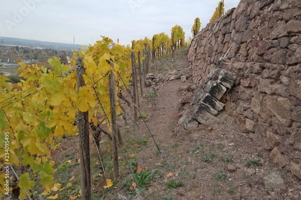 Fototapeta vineyard on a cloudy day