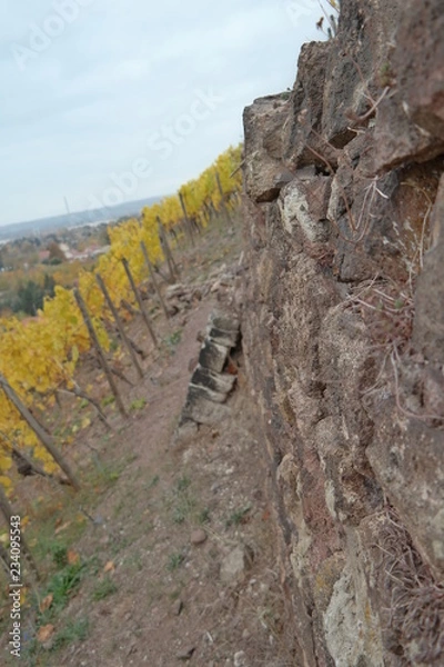 Fototapeta vineyard on a cloudy day